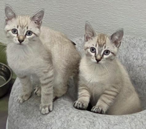 Atlas, an adoptable Siamese in Anna, IL image 4/6