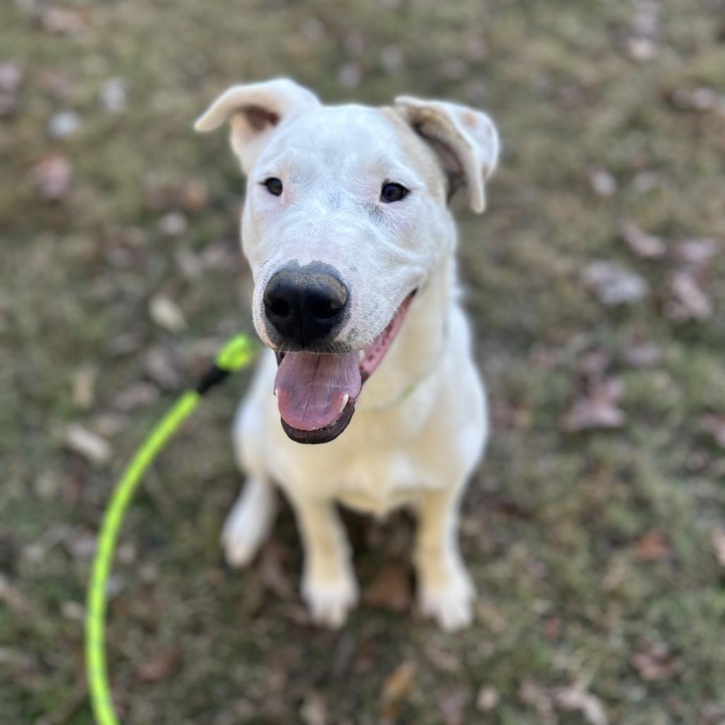 Seth, Adoptable, Young Male Mixed Breed.