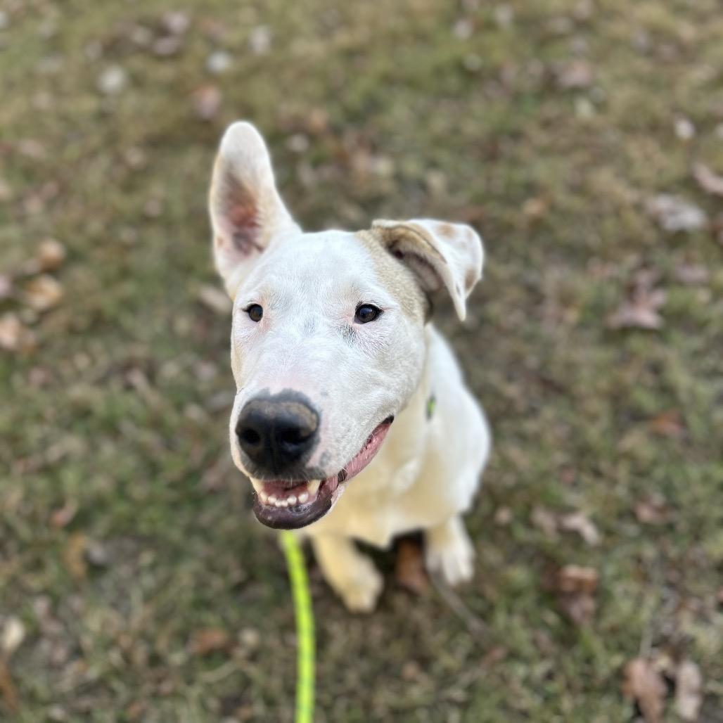 Enlarge Seth, a Adoptable mixed breed in Brownsboro, AL image 2/6
