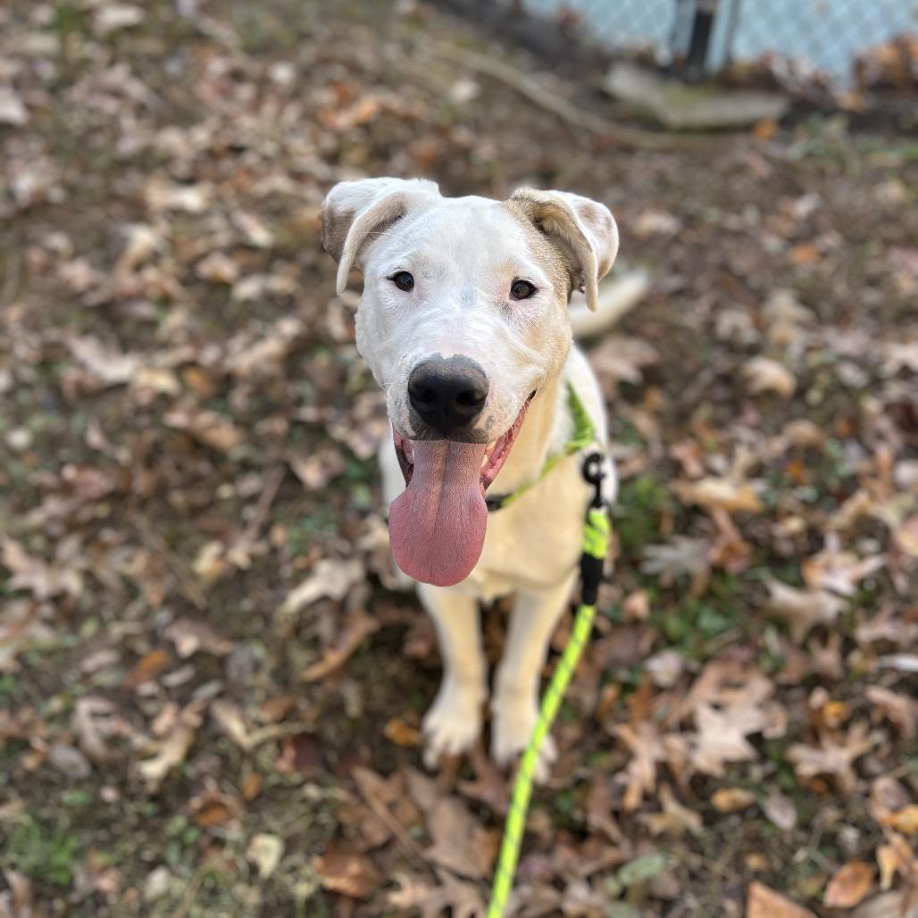 Enlarge Seth, a Adoptable mixed breed in Brownsboro, AL image 3/6