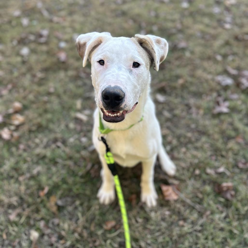 Enlarge Seth, a Adoptable mixed breed in Brownsboro, AL image 4/6