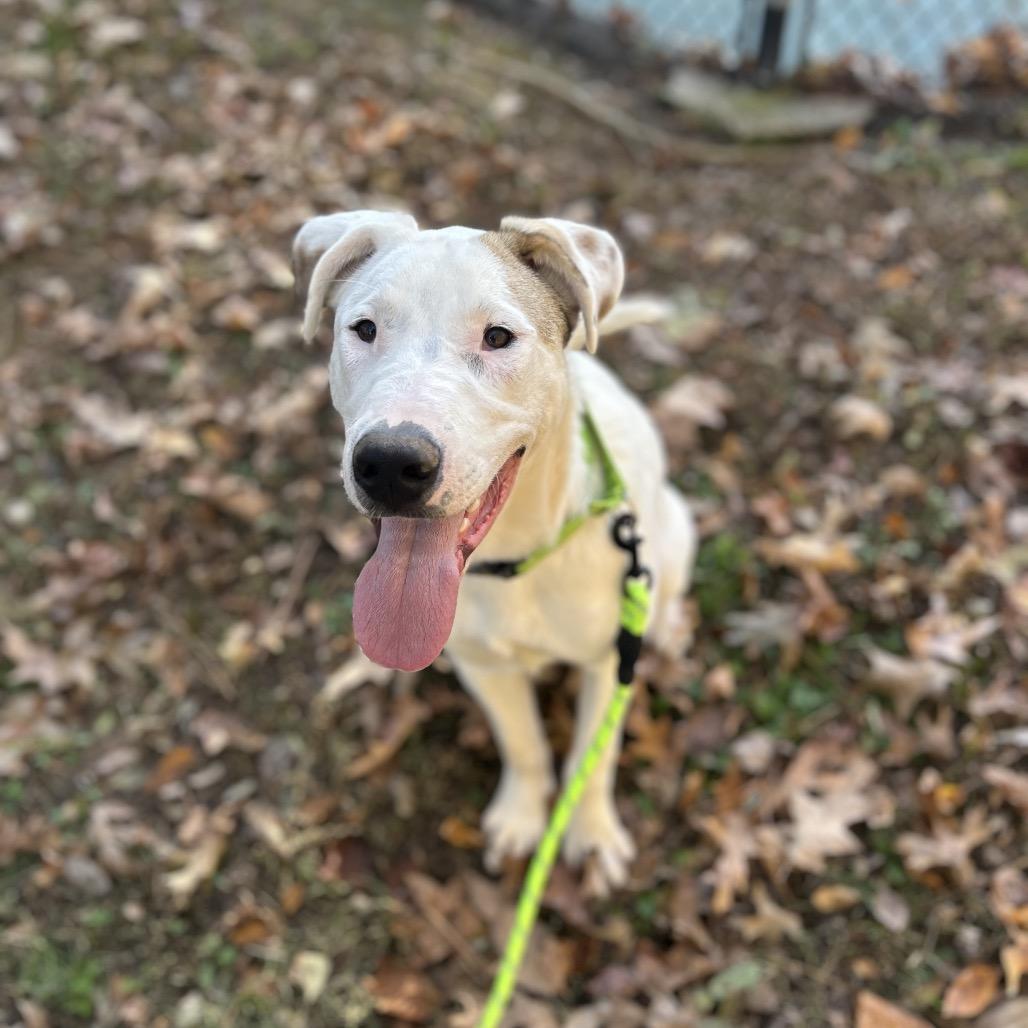 Enlarge Seth, a Adoptable mixed breed in Brownsboro, AL image 5/6