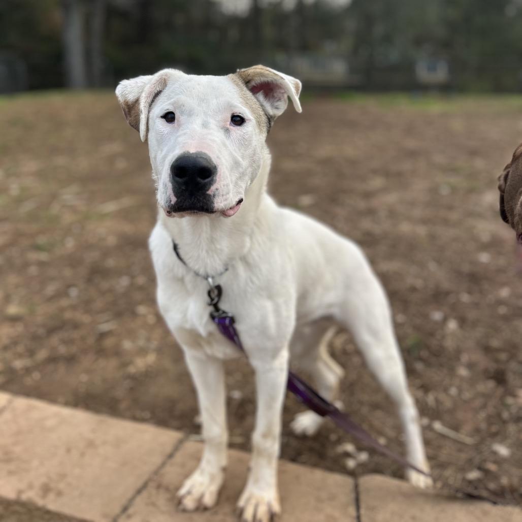 Enlarge Seth, a Adoptable mixed breed in Brownsboro, AL image 6/6