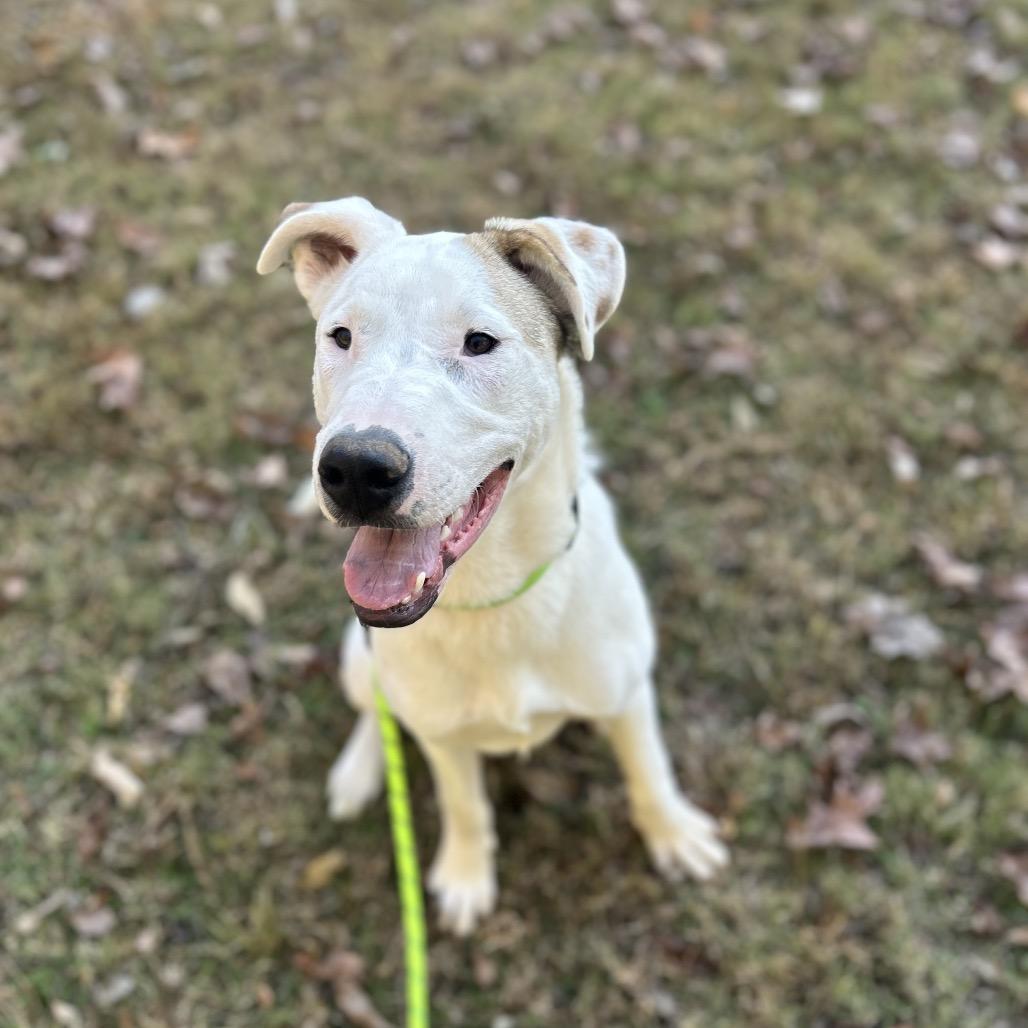 Enlarge Seth, a Adoptable mixed breed in Brownsboro, AL image 6/6