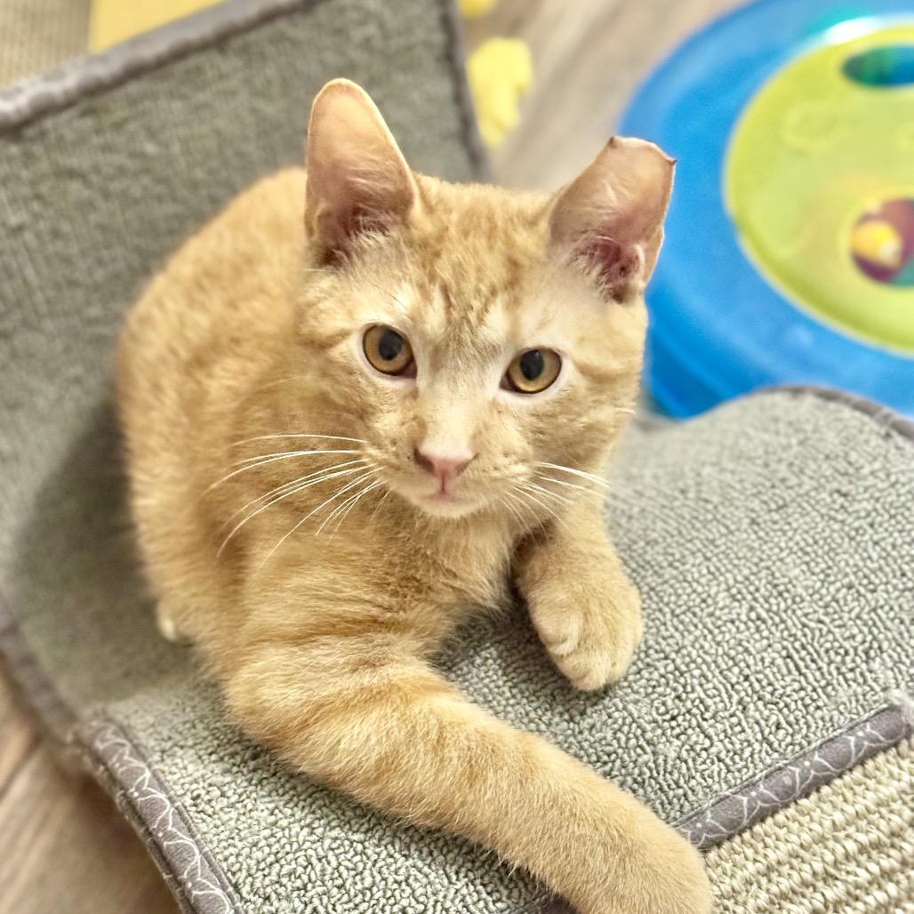 Shiloh, a Adoptable Domestic Short Hair in Evansville, IN image 1/4