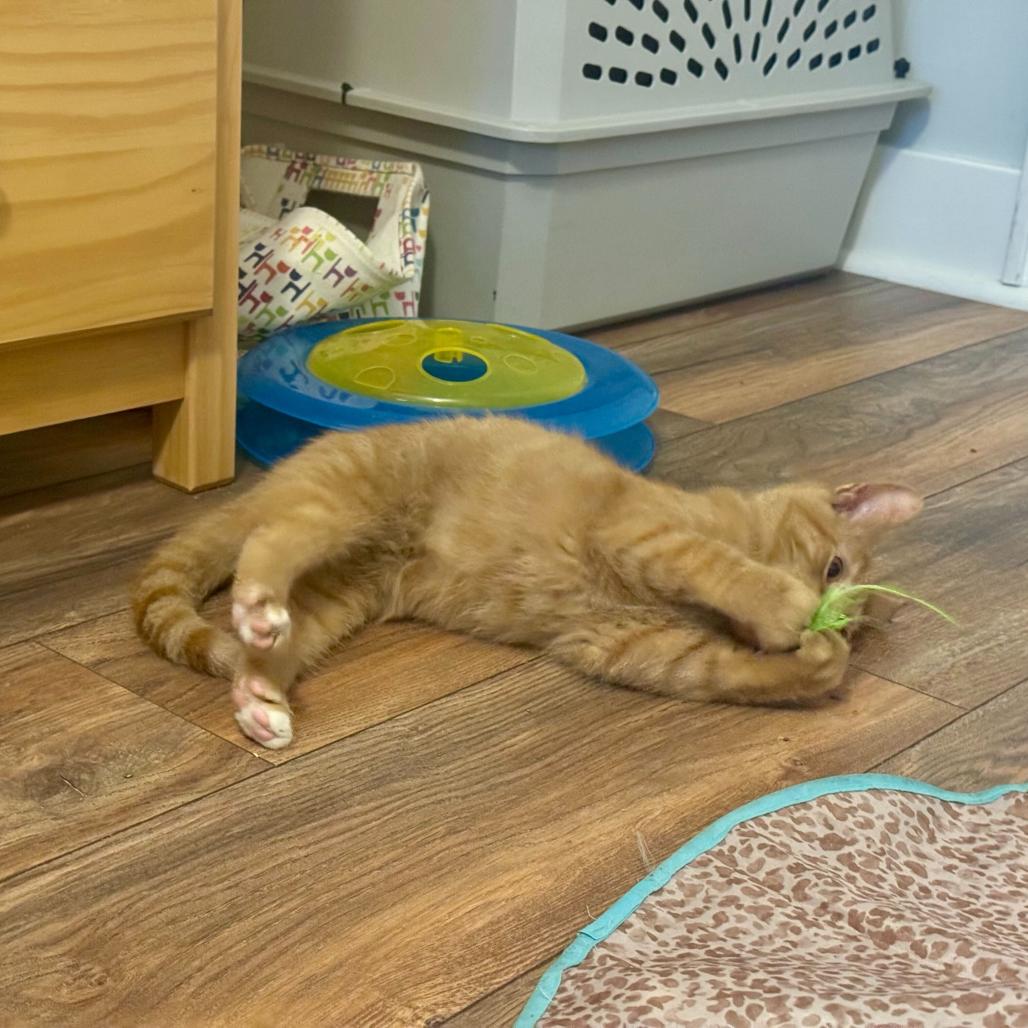 Shiloh, a Adoptable Domestic Short Hair in Evansville, IN image 2/4