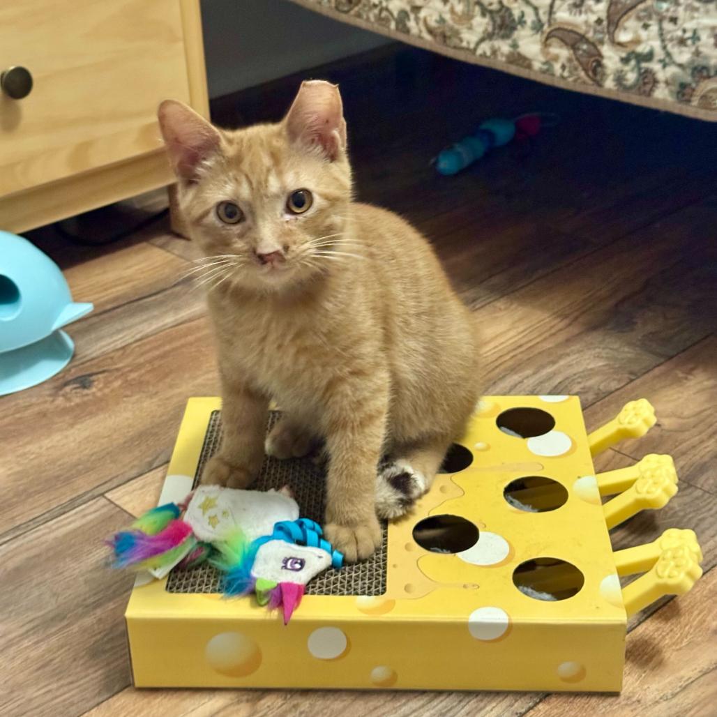 Shiloh, a Adoptable Domestic Short Hair in Evansville, IN image 4/4