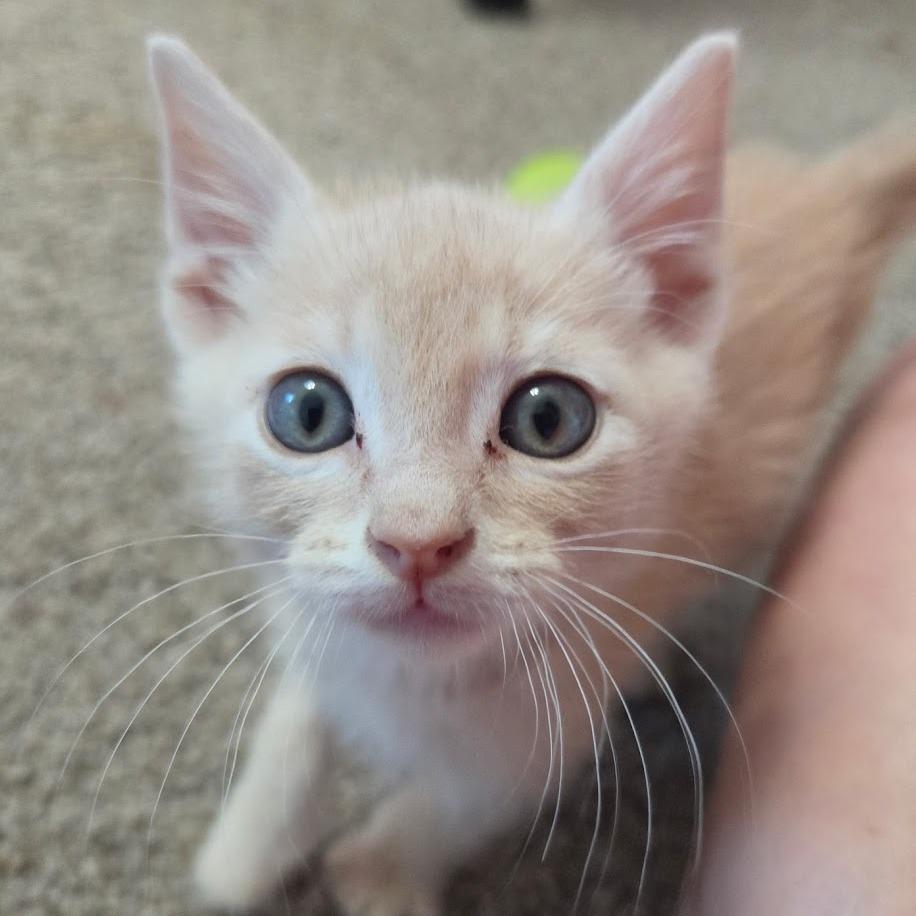 Grogu F-21688, a Adoptable Domestic Short Hair in Oklahoma City, OK image 1/2