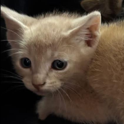 Grogu F-21688, a Adoptable Domestic Short Hair in Oklahoma City, OK image 2/2