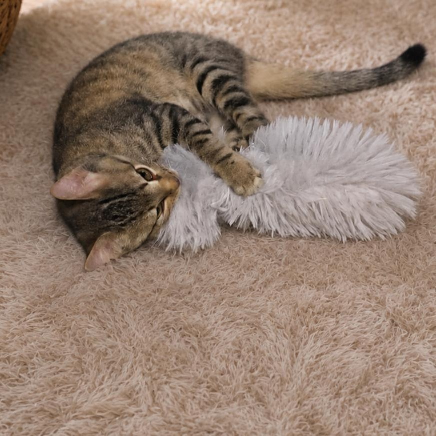 Chopper, ADOPTABLE, Young Male Domestic Short Hair.