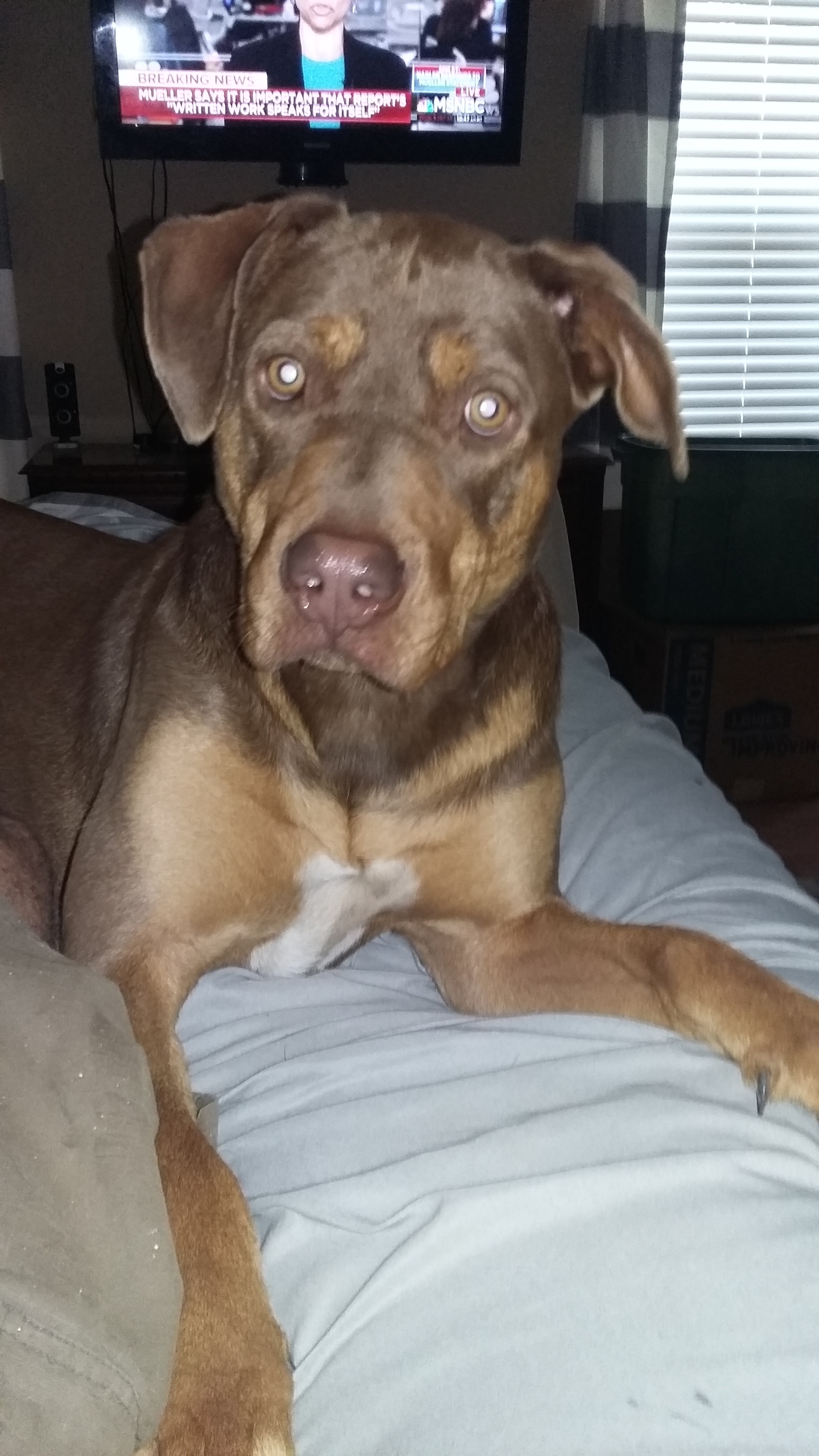 River, Adoptable, Adult Female Black and Tan Coonhound.