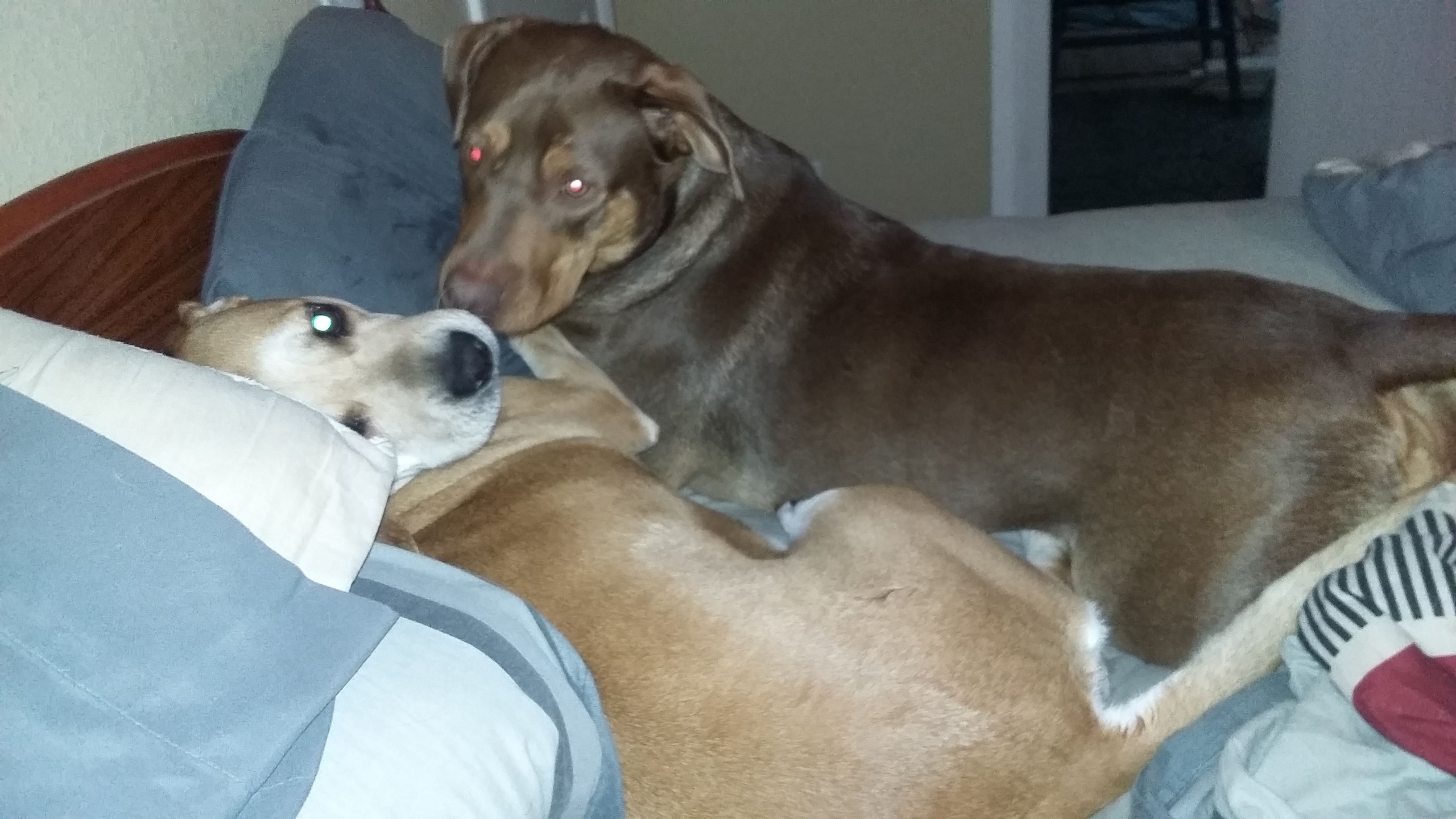 Enlarge River, a Adoptable mixed breed in Cairo, GA image 2/10