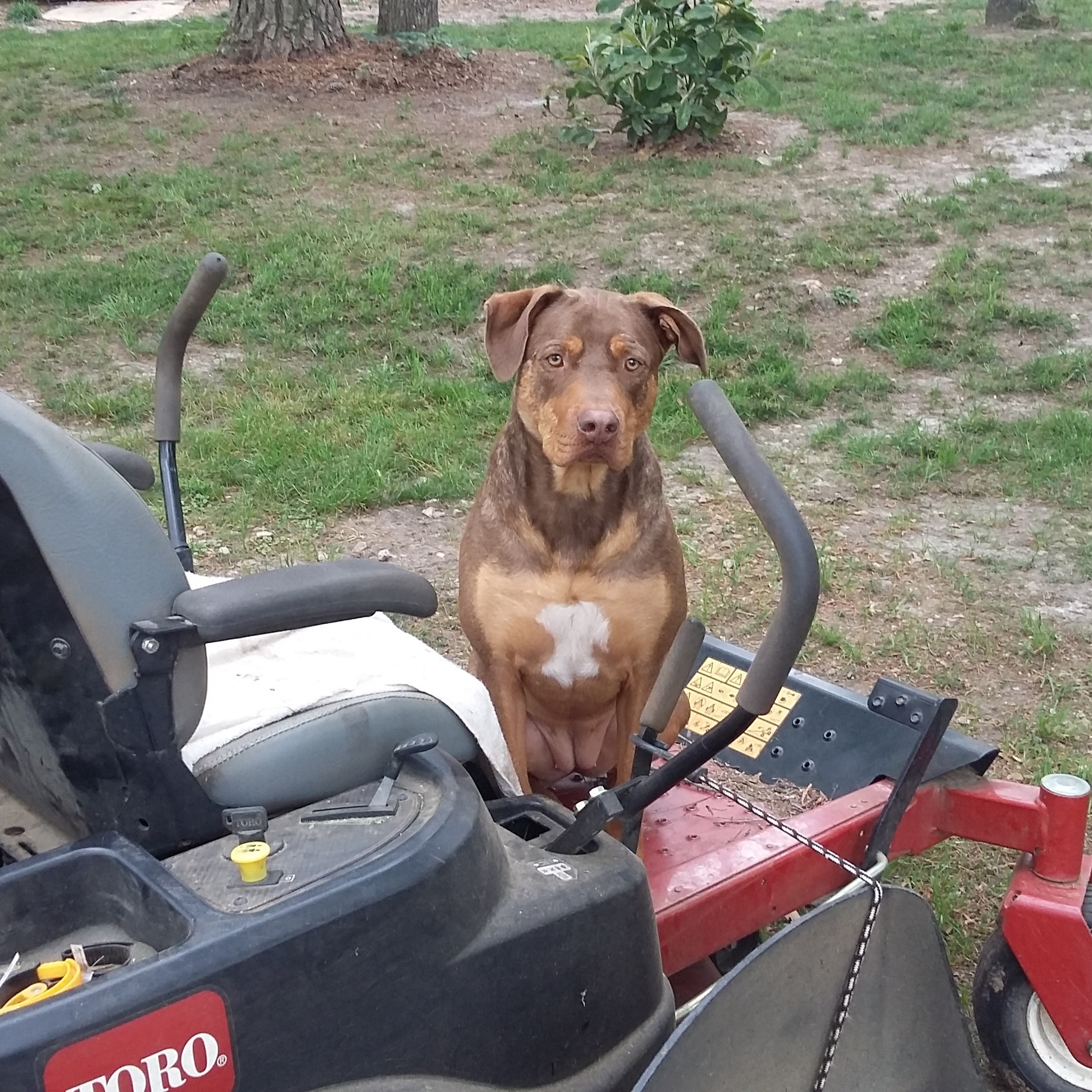 Enlarge River, a Adoptable mixed breed in Cairo, GA image 5/10