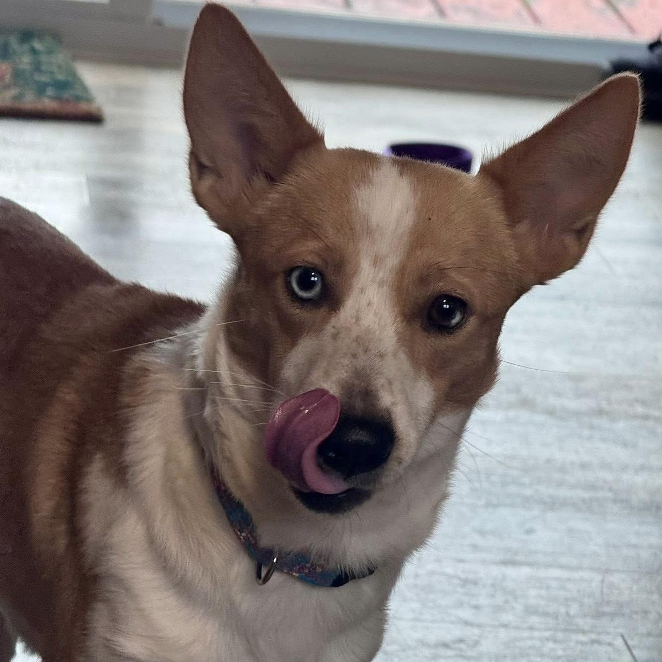 Cami, ADOPTABLE, Young Female Corgi.