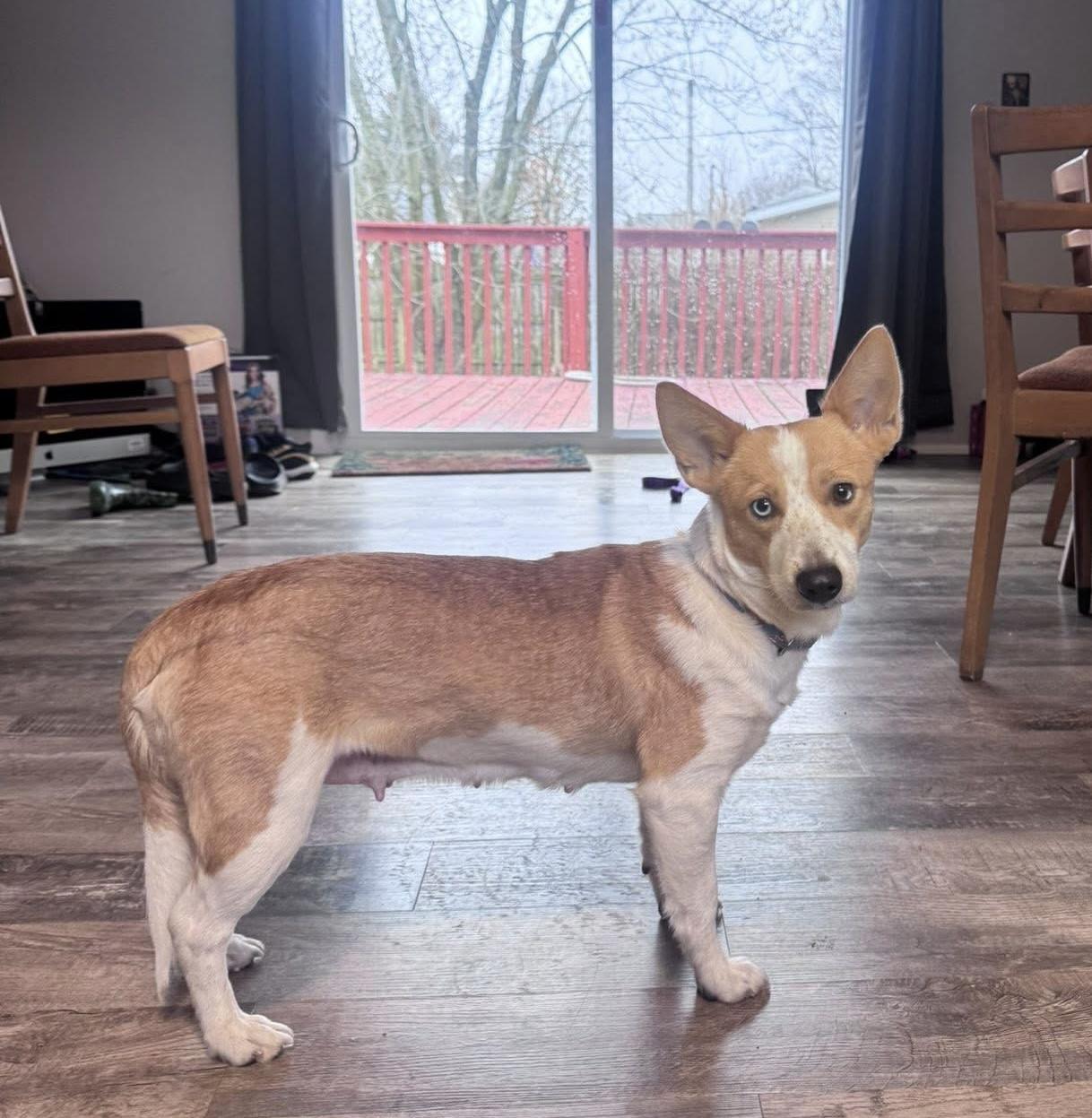 Cami, ADOPTABLE, Young Female Corgi.