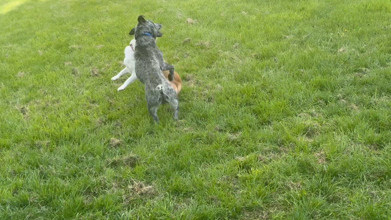 Enlarge Cami, a ADOPTABLE mixed breed in Coldwater, MI video 3/3
