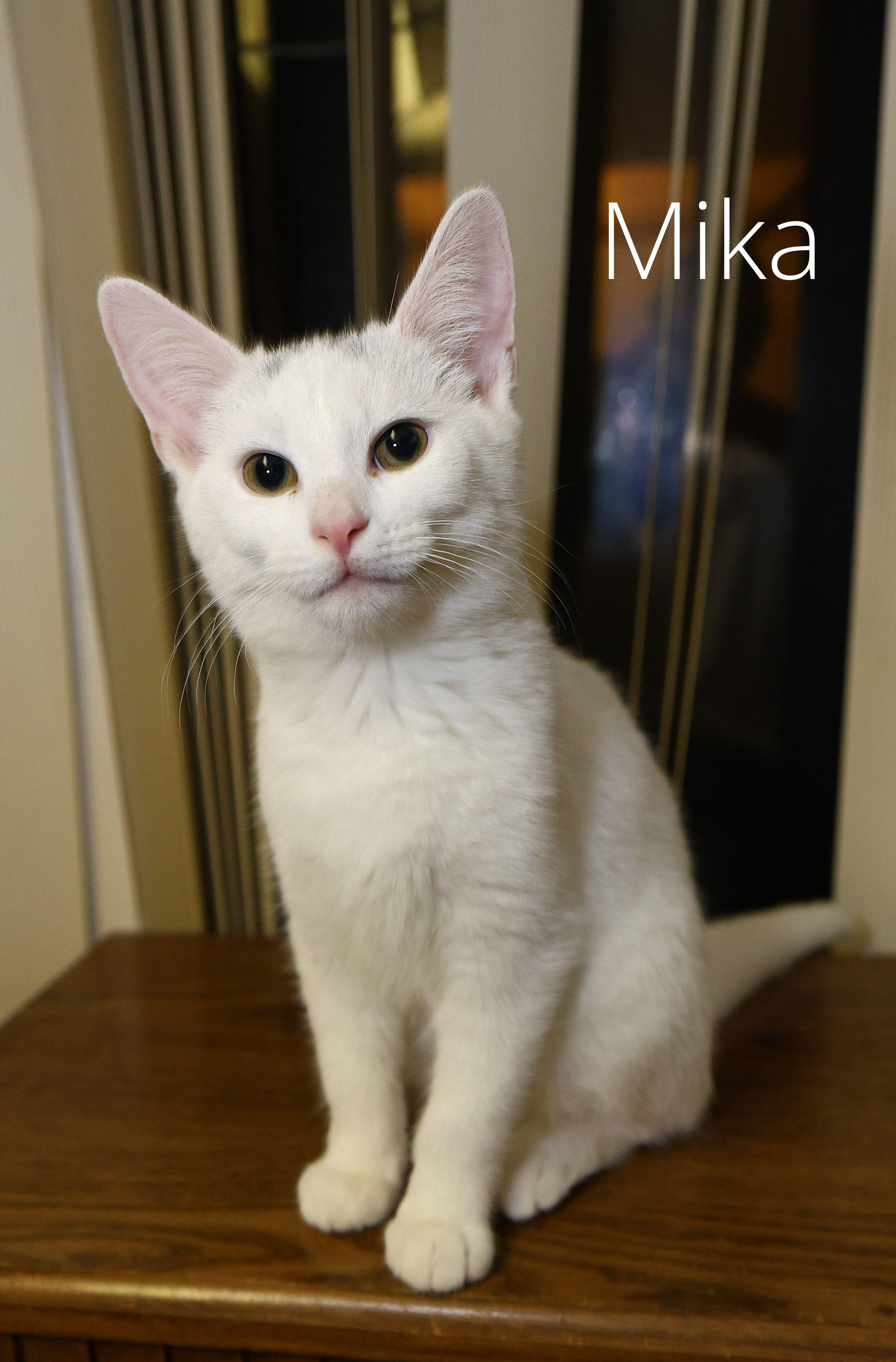 Mika, Adoptable, Kitten Female Domestic Short Hair.