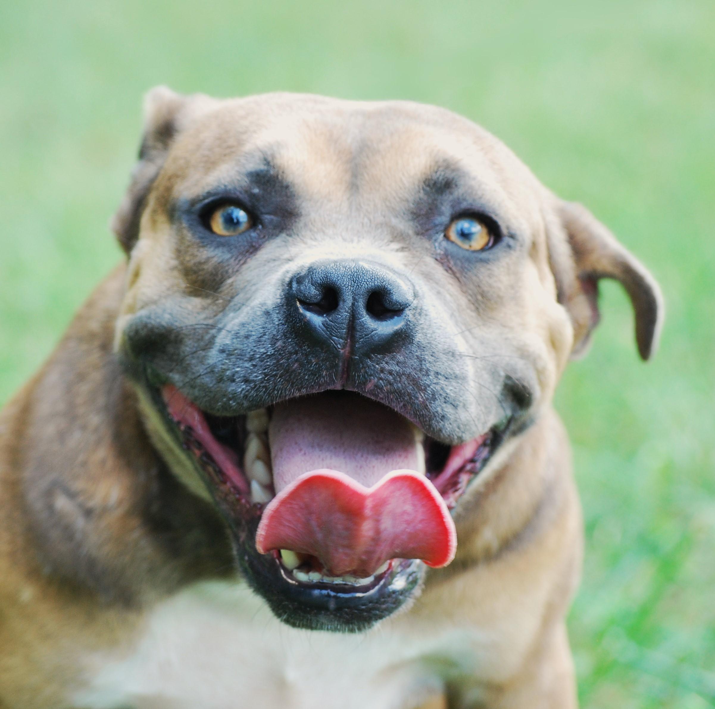 Enlarge Olga, a Adoptable mixed breed in manchester, TN image 2/4