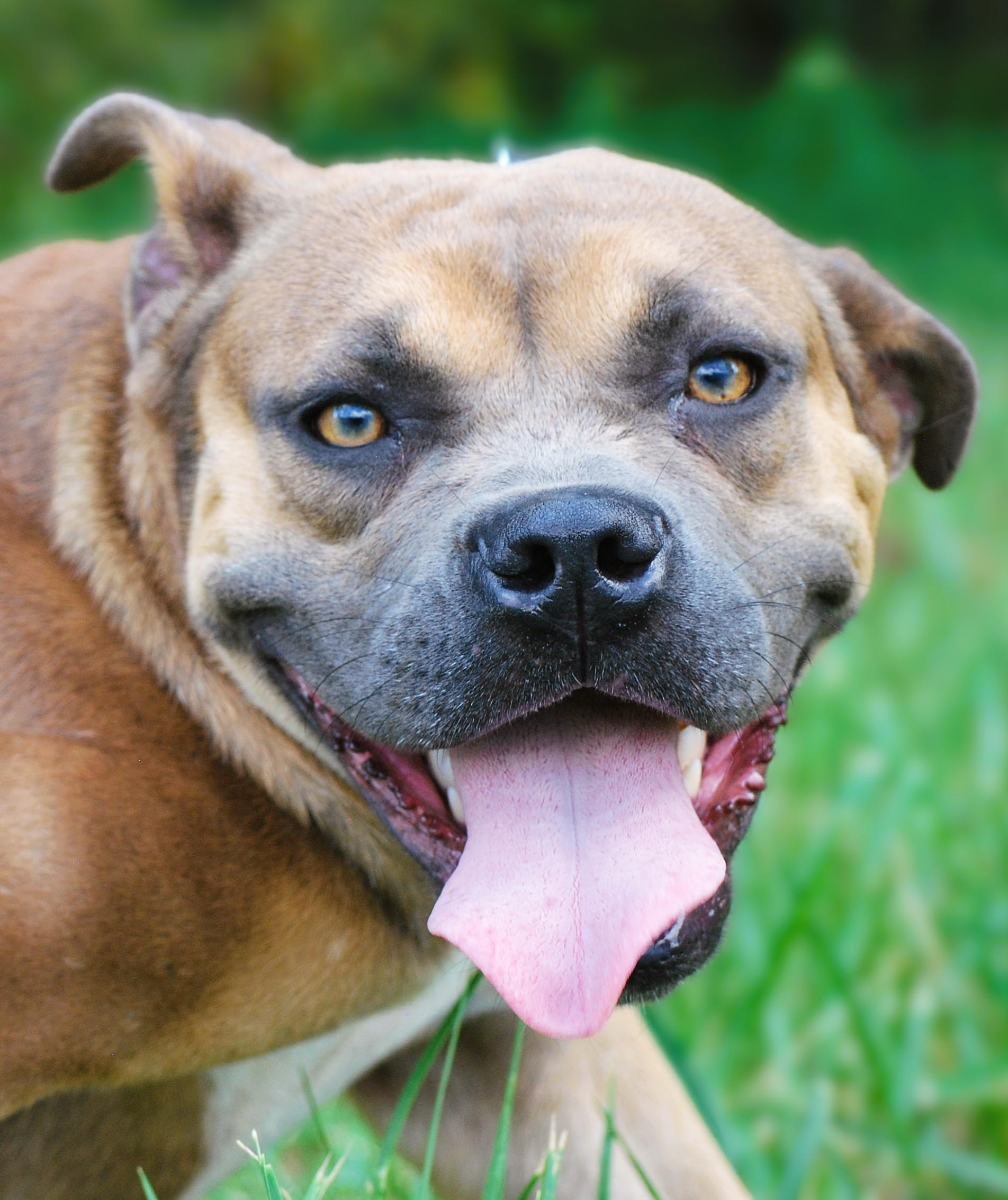 Enlarge Olga, a Adoptable mixed breed in manchester, TN image 3/4