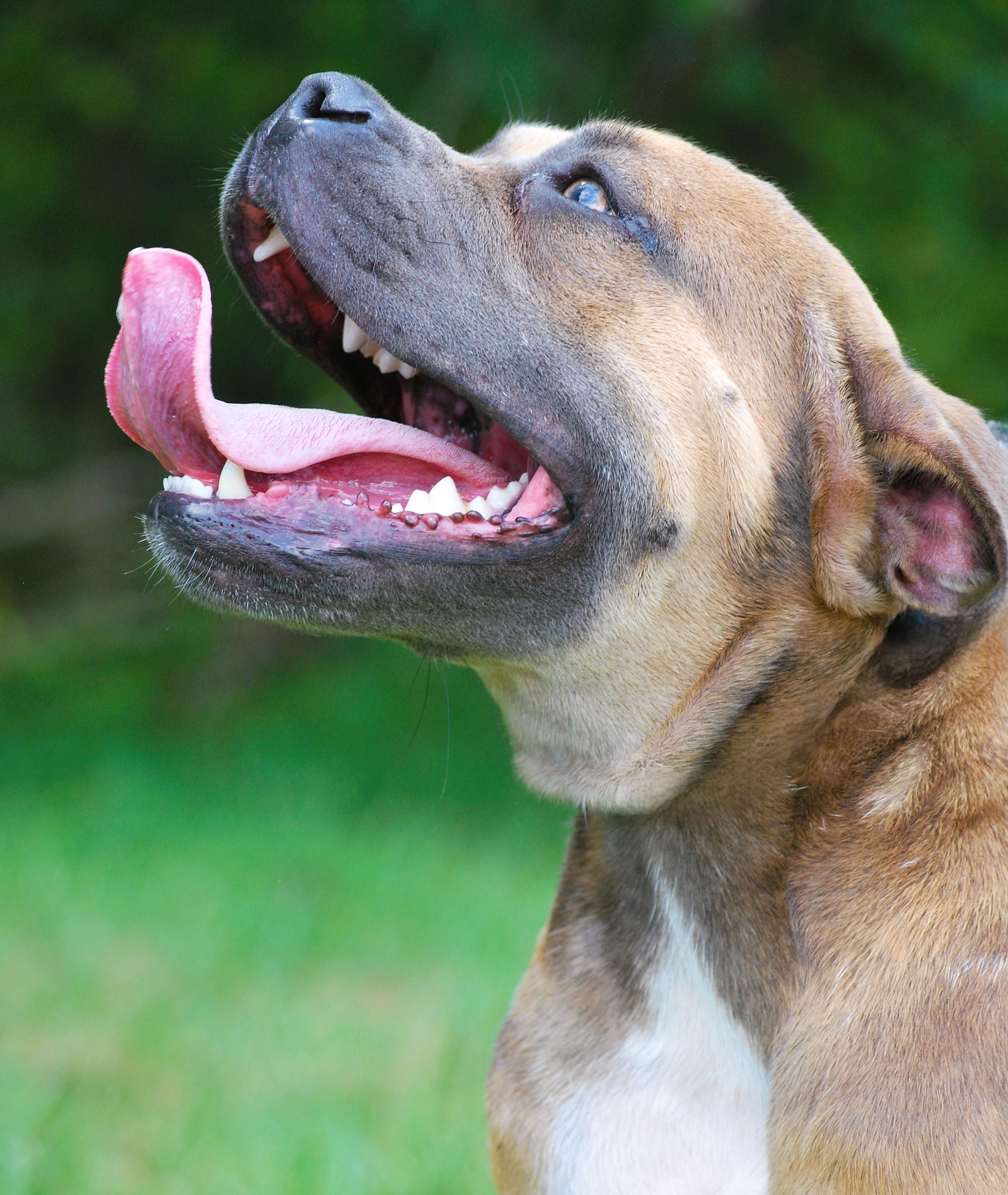 Enlarge Olga, a Adoptable mixed breed in manchester, TN image 4/4