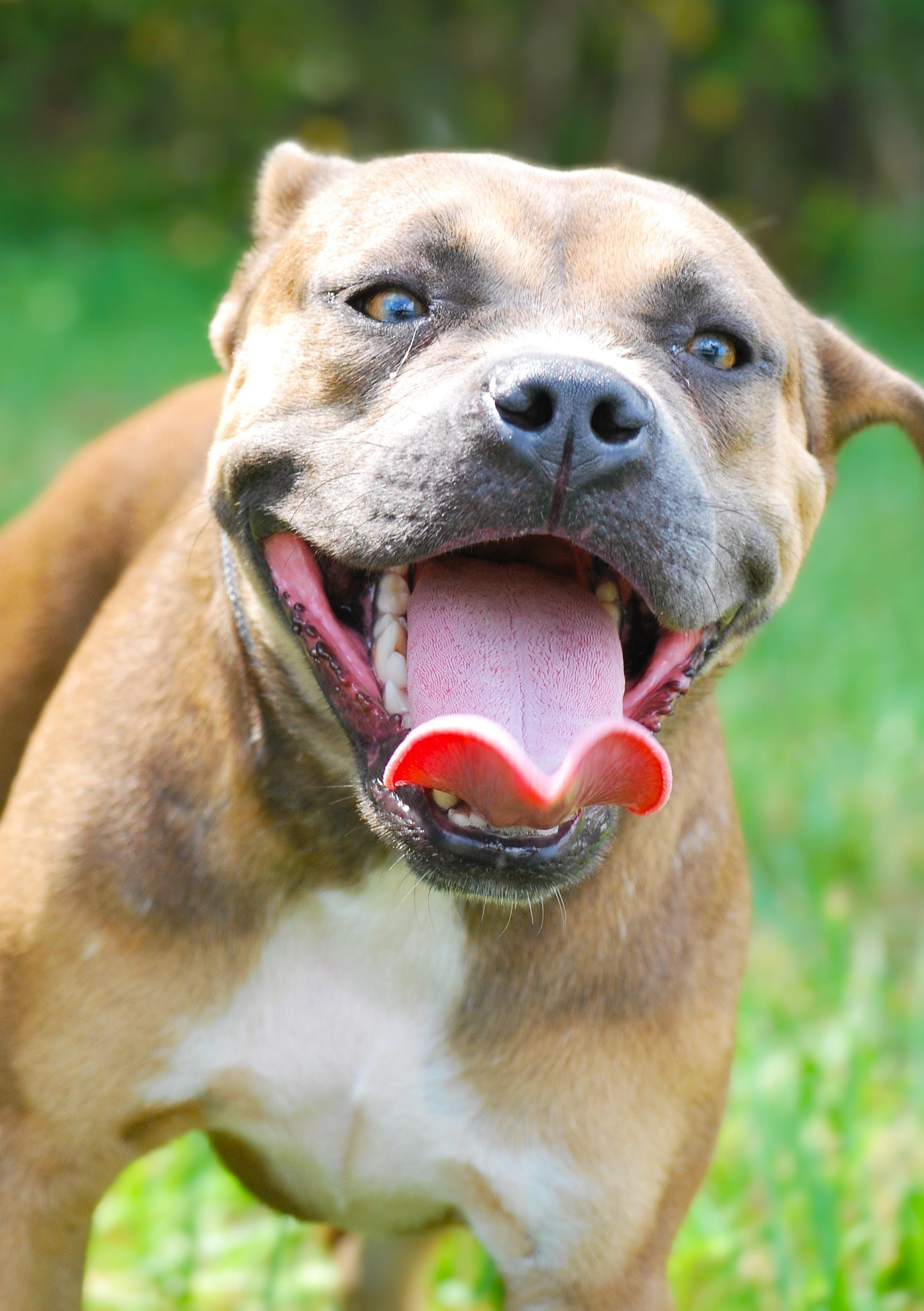 Olga, Adoptable, Young Female American Bully.