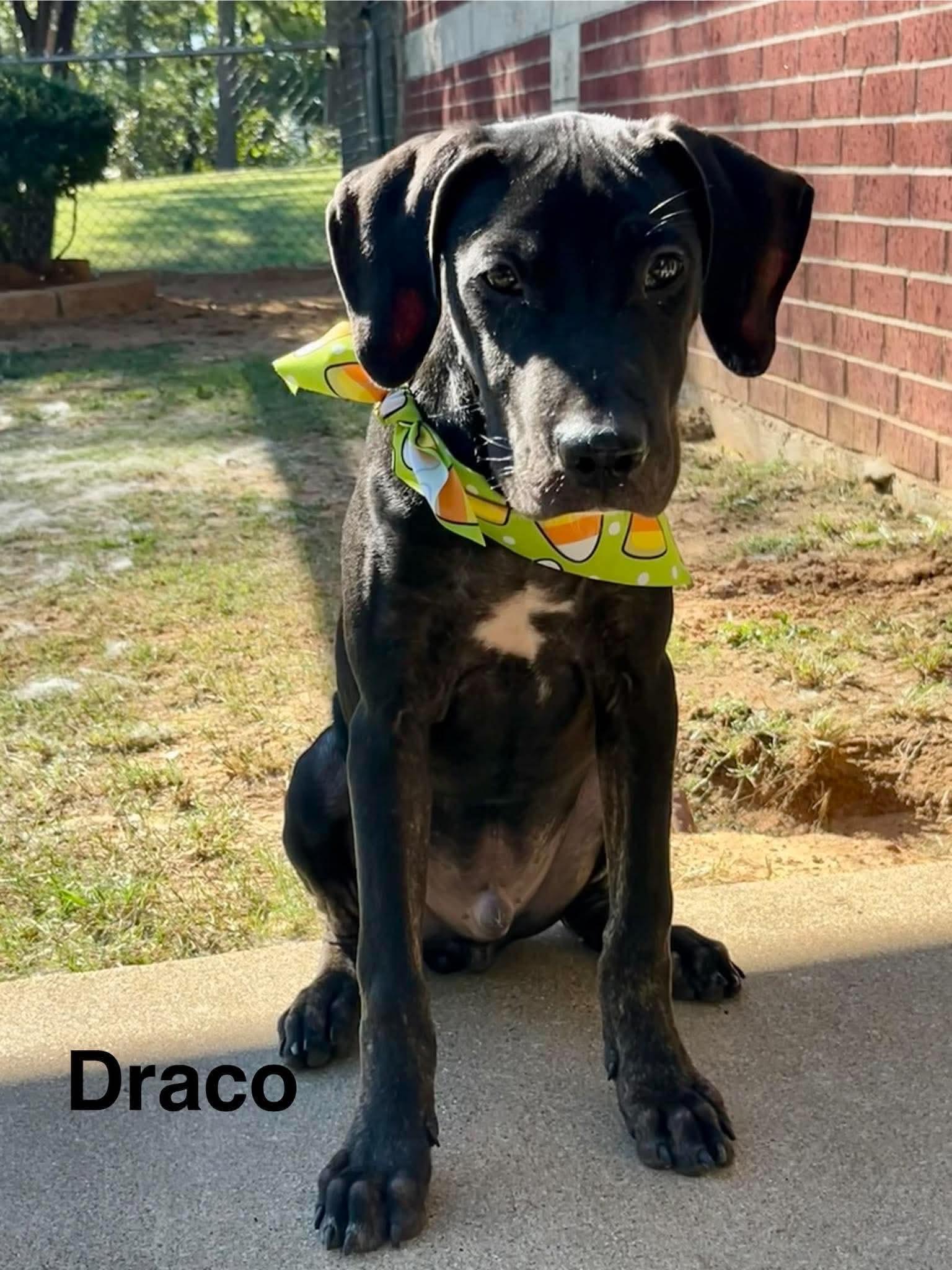 Enlarge Draco, a Adoptable mixed breed in Blairstown, NJ image 1/4