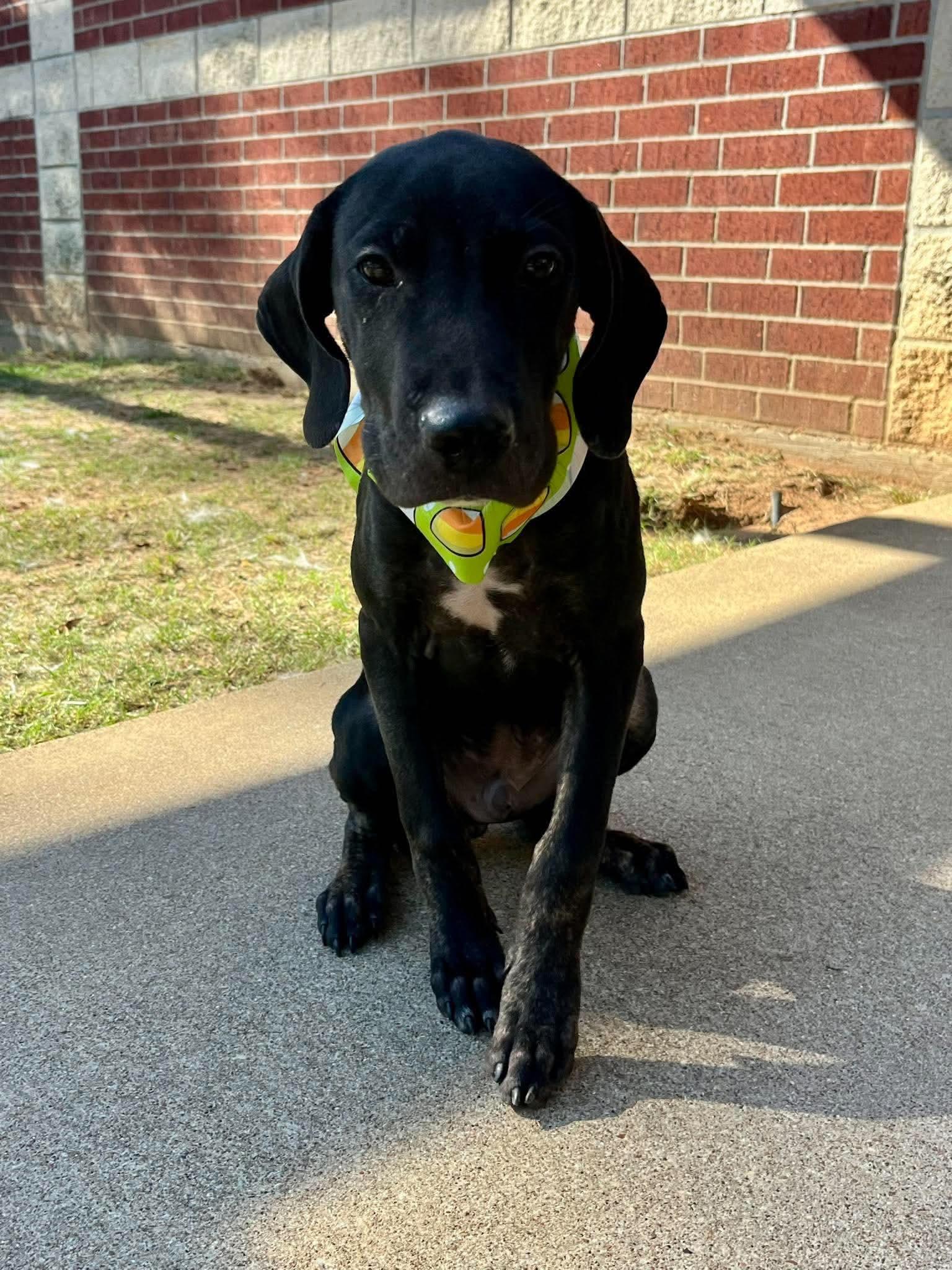Enlarge Draco, a Adoptable mixed breed in Blairstown, NJ image 4/4