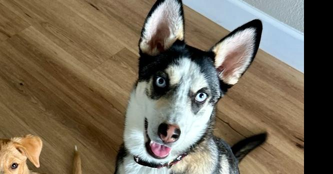 Lilly, Adoptable, Young Female Husky & Labrador Retriever.