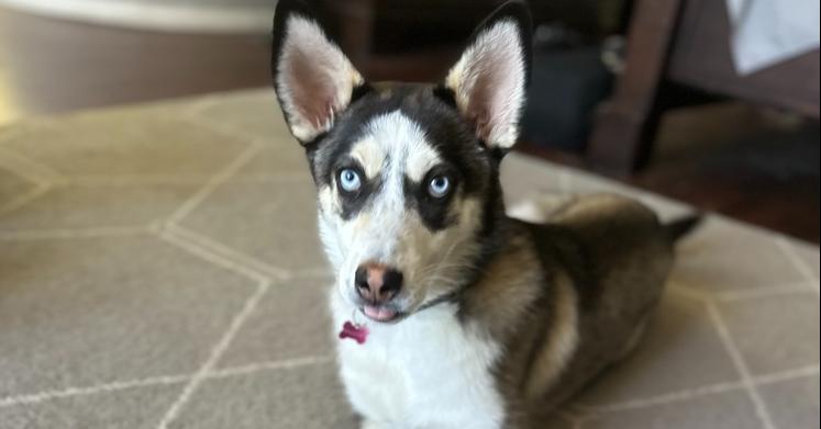 Enlarge Lilly, a Adoptable mixed breed in Escondido, CA image 2/6