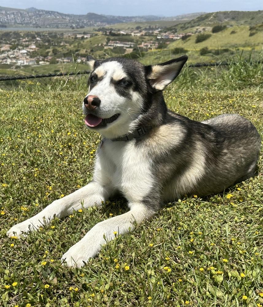 Enlarge Lilly, a Adoptable mixed breed in Escondido, CA image 3/6