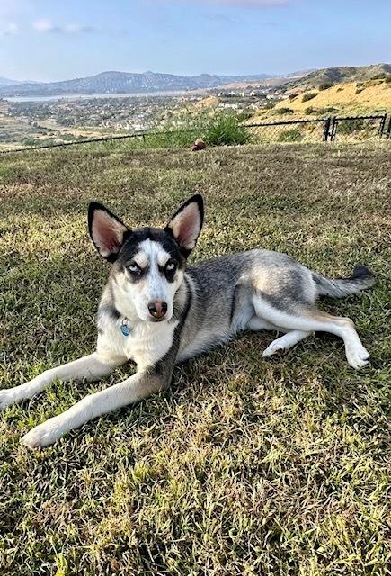 Enlarge Lilly, a Adoptable mixed breed in Escondido, CA image 5/6