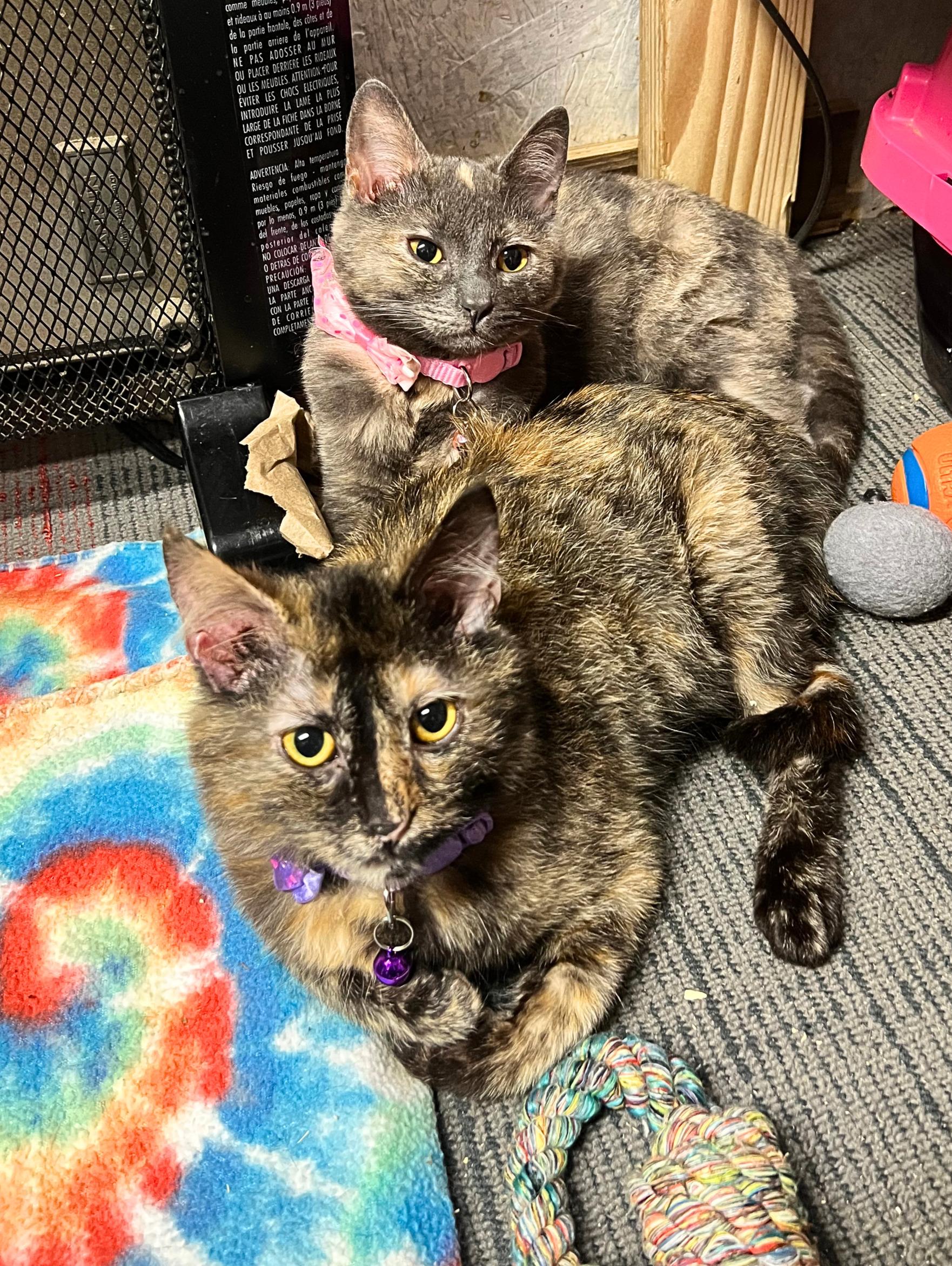 Marble a magical charmer!, a Adoptable Tortoiseshell in The Dalles, OR image 2/5