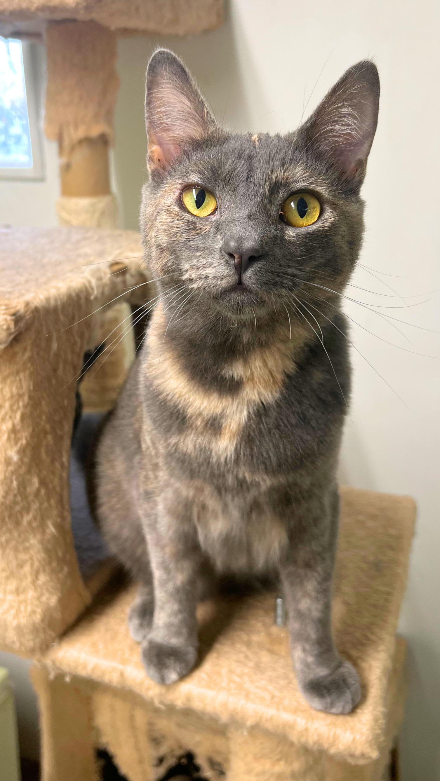 Marble a magical charmer!, a Adoptable Tortoiseshell in The Dalles, OR image 1/5