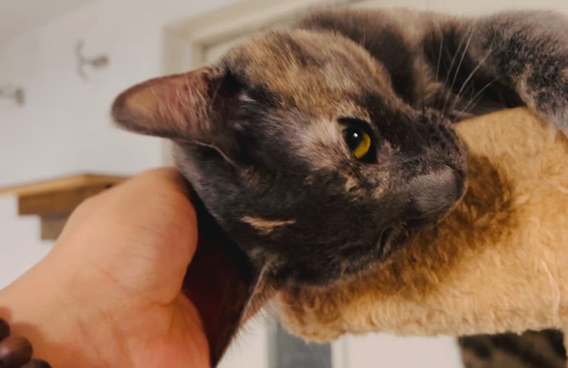 Enlarge Marble a magical charmer!, a Adoptable Tortoiseshell in The Dalles, OR video 4/5