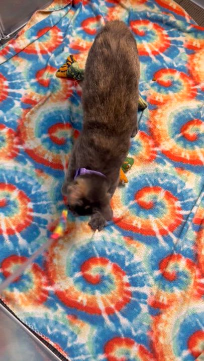 Enlarge Marble a magical charmer!, a Adoptable Tortoiseshell in The Dalles, OR video 5/5