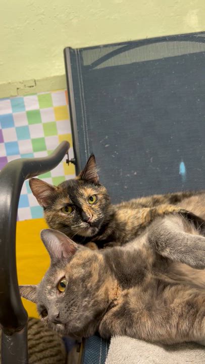 Enlarge Marble a magical charmer!, a Adoptable Tortoiseshell in The Dalles, OR video 3/5