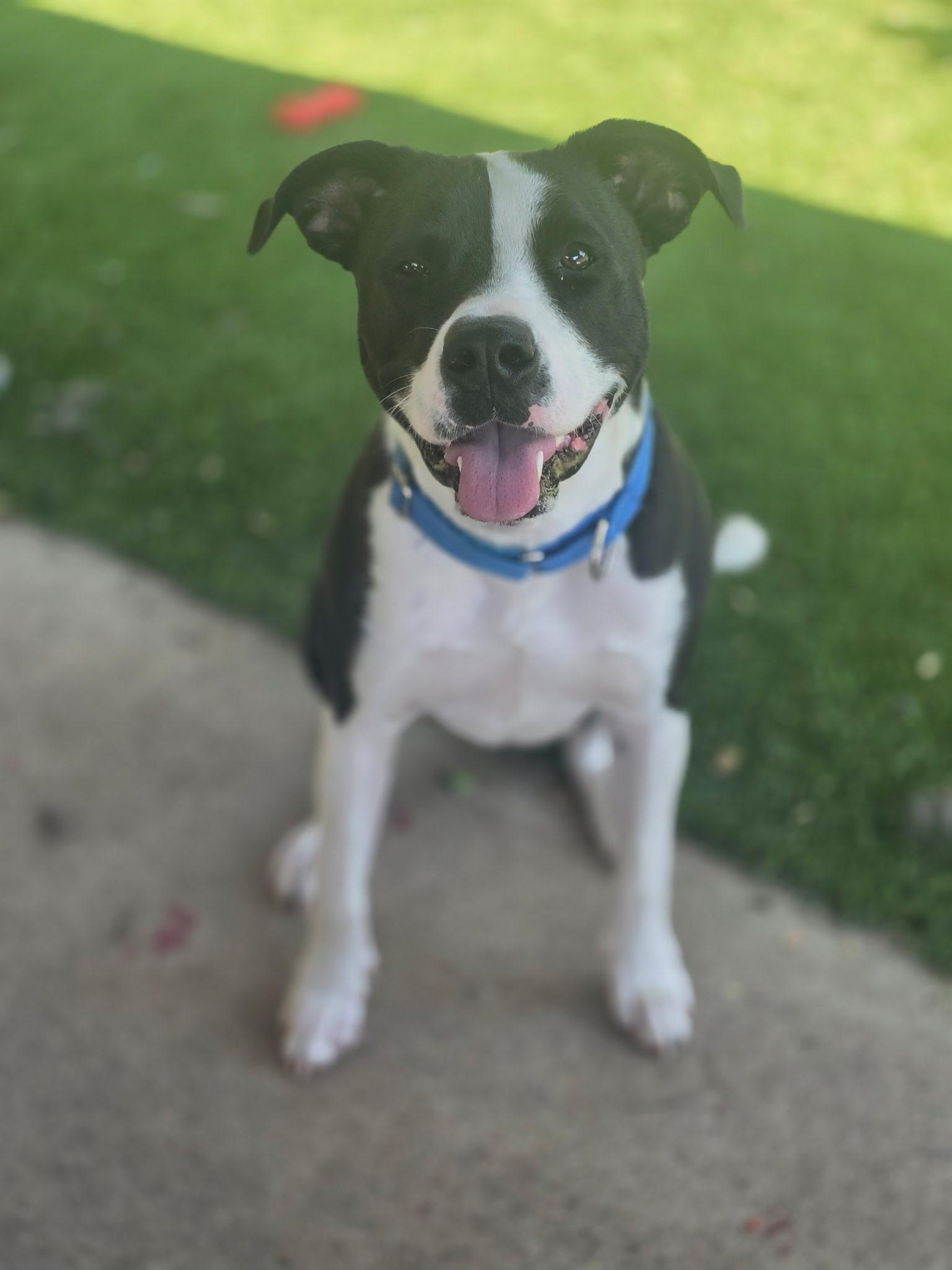 Enlarge Jake, an adoptable mixed breed in Allen, TX image 1/6
