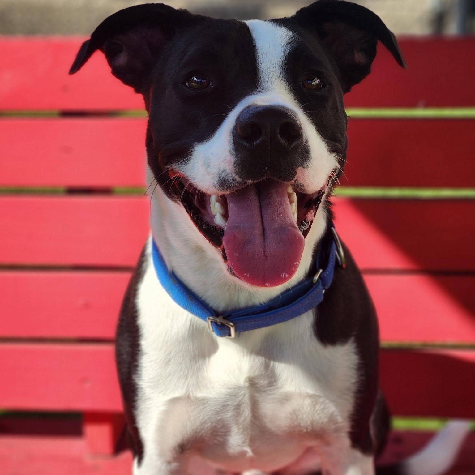 Enlarge Jake, an adoptable mixed breed in Allen, TX image 2/6