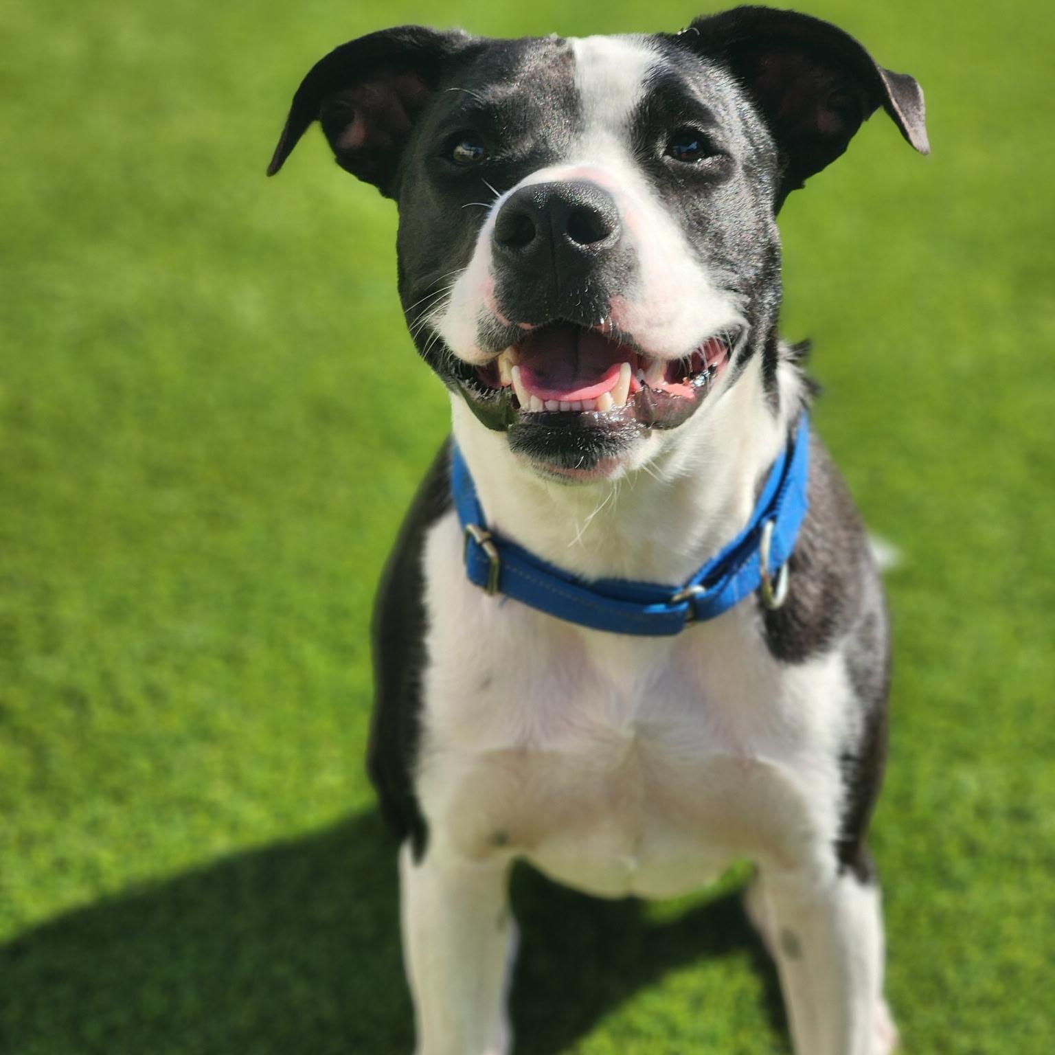Enlarge Jake, an adoptable mixed breed in Allen, TX image 3/6