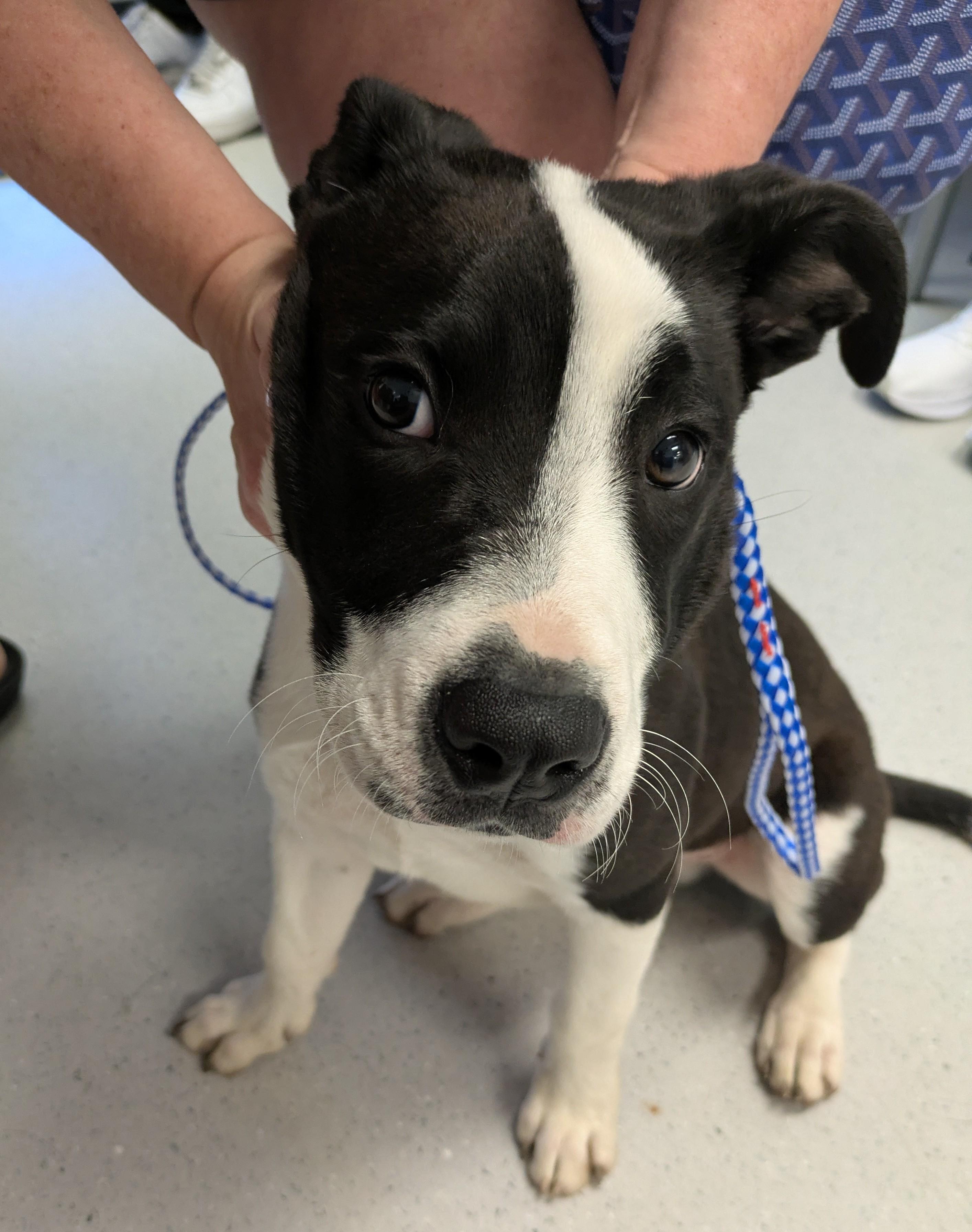 Enlarge Fez, an adoptable mixed breed in Allen, TX image 1/1