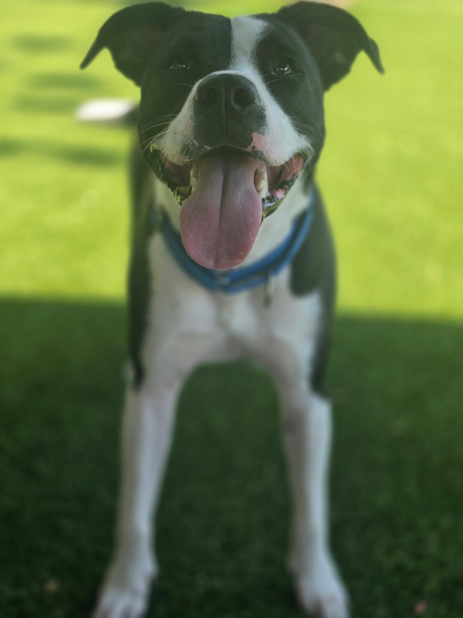 Enlarge Jake, an adoptable mixed breed in Allen, TX image 6/6