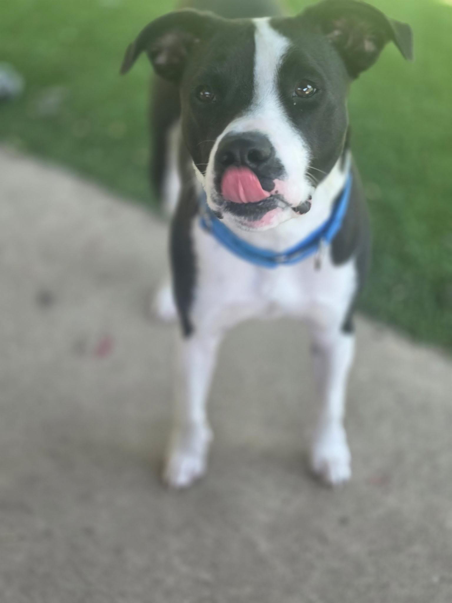 Enlarge Jake, an adoptable mixed breed in Allen, TX image 5/6