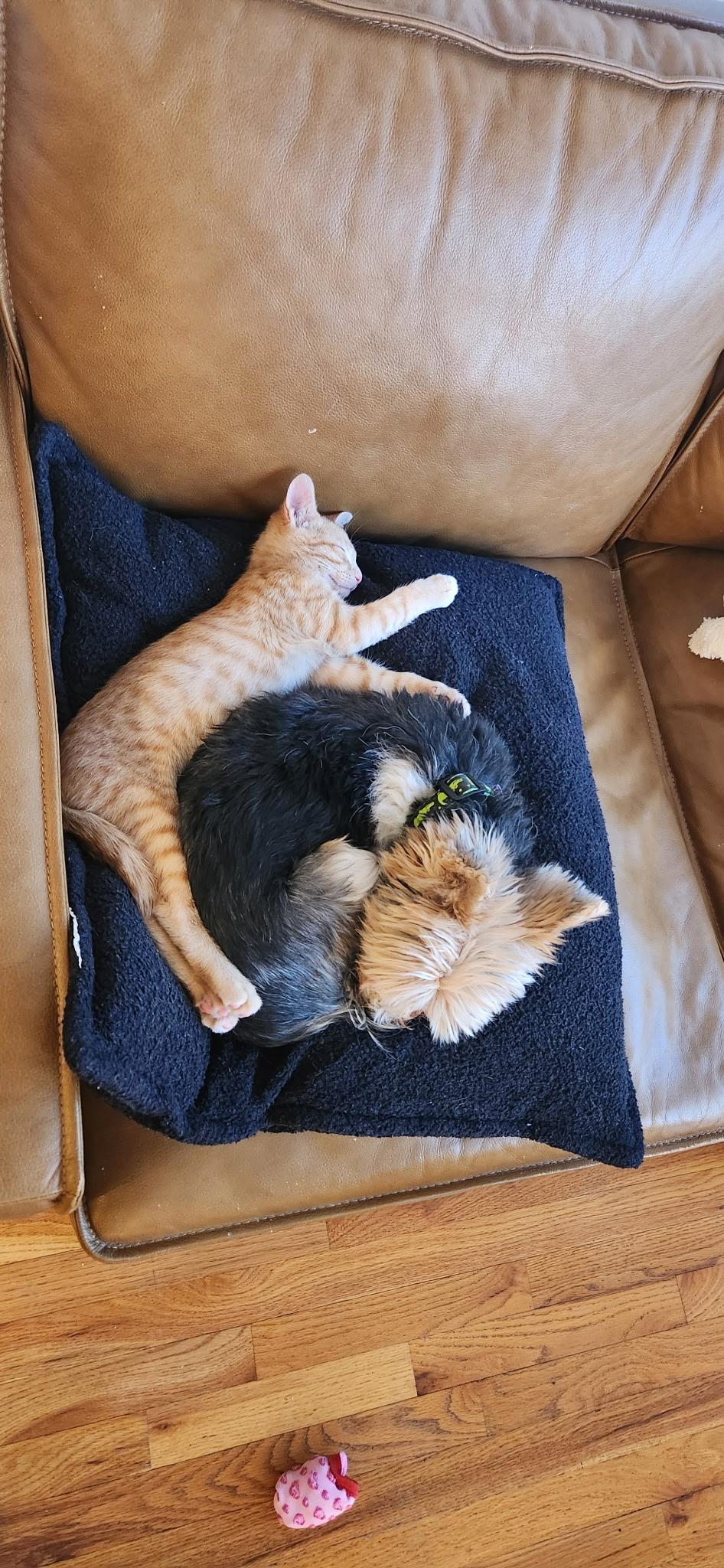 Enlarge Gill, a Adoptable mixed breed in Omaha, NE image 5/6