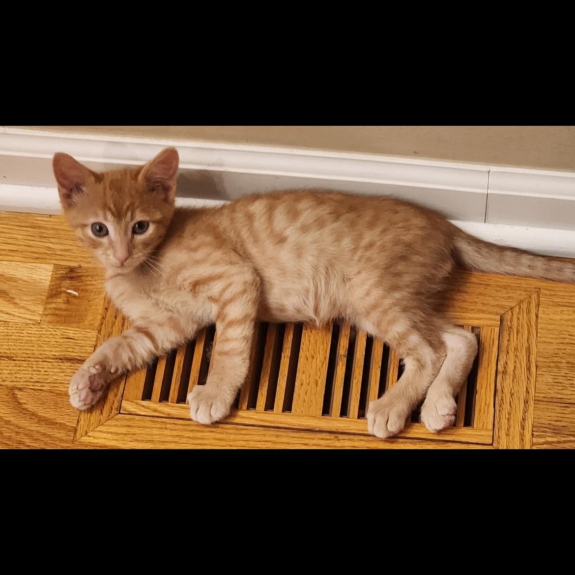 Enlarge Gill, a Adoptable mixed breed in Omaha, NE image 6/6