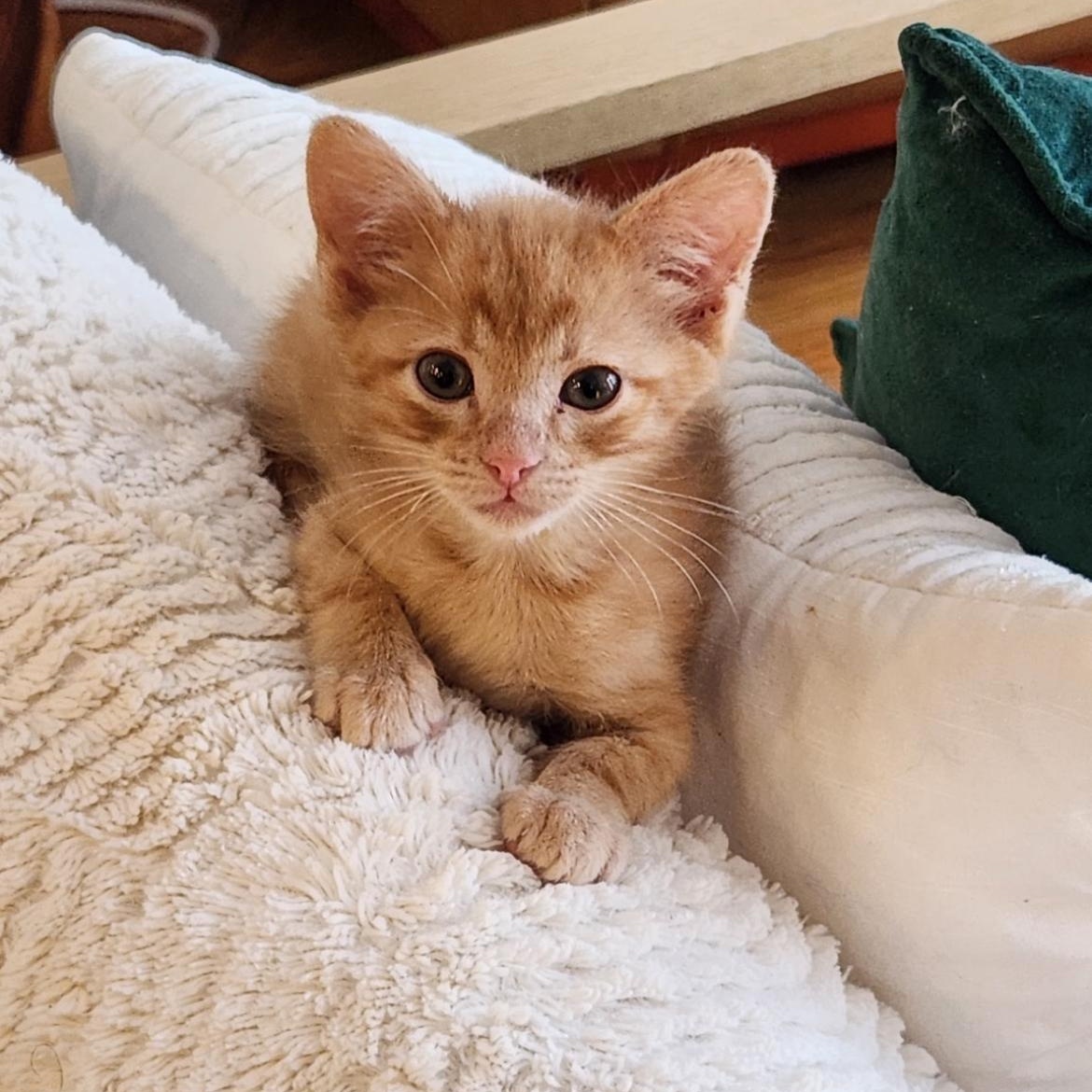 Enlarge Gill, a Adoptable mixed breed in Omaha, NE image 1/6