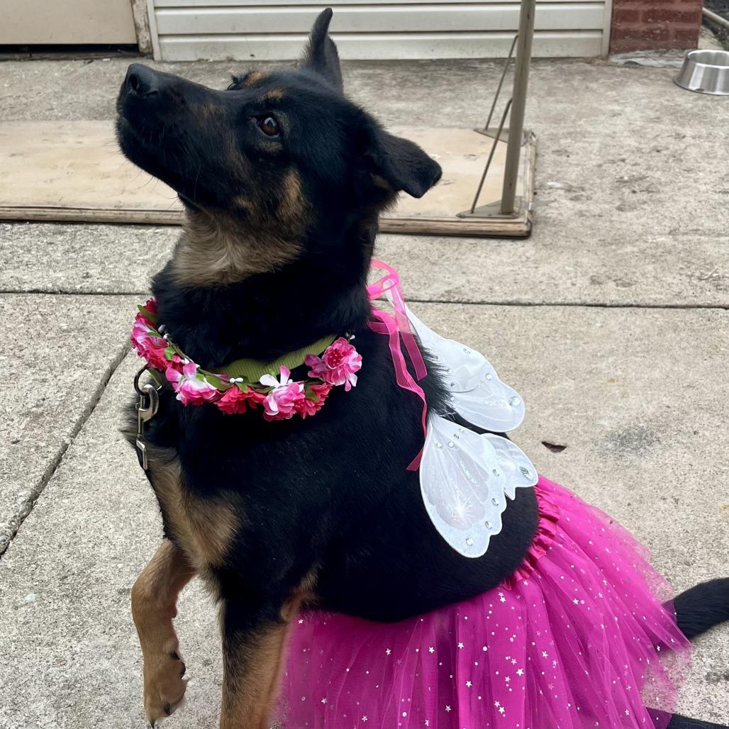 Mocha Bean *Courtesy Listing*, Adoptable, Adult Female German Shepherd Dog & Mixed Breed.