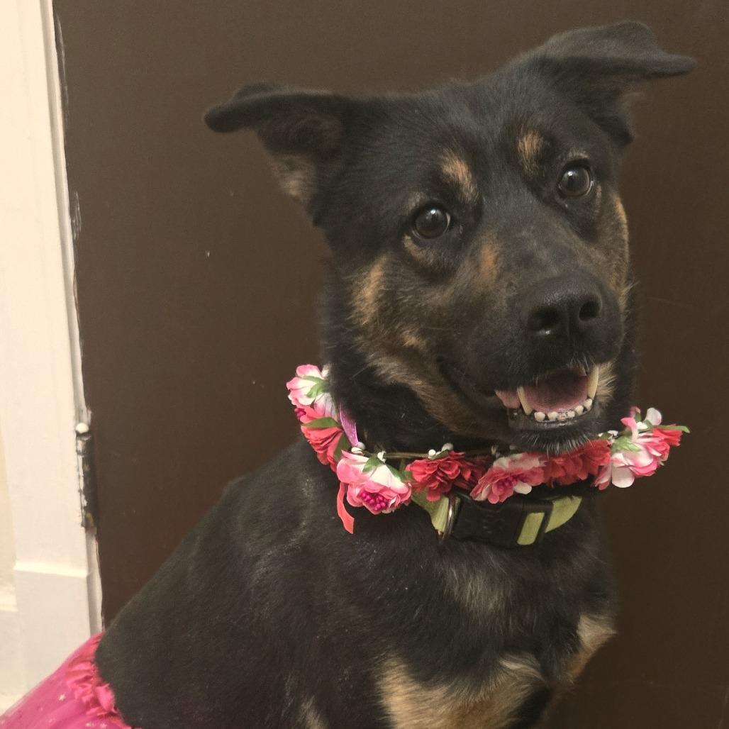 Mocha Bean *Courtesy Listing*, Adoptable, Adult Female German Shepherd Dog & Mixed Breed.