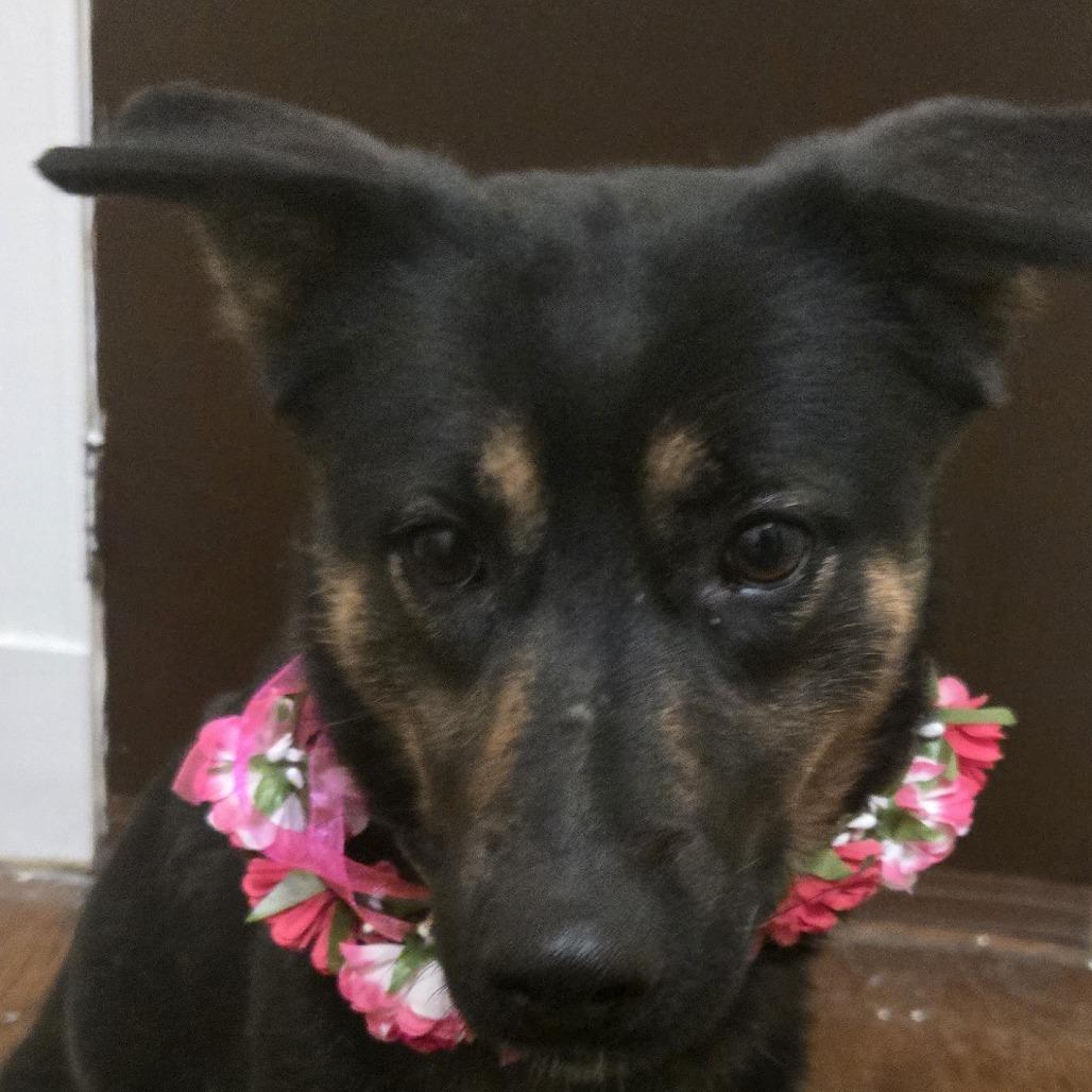 Enlarge Mocha Bean *Courtesy Listing*, a Adoptable mixed breed in Van Horne, IA image 2/2