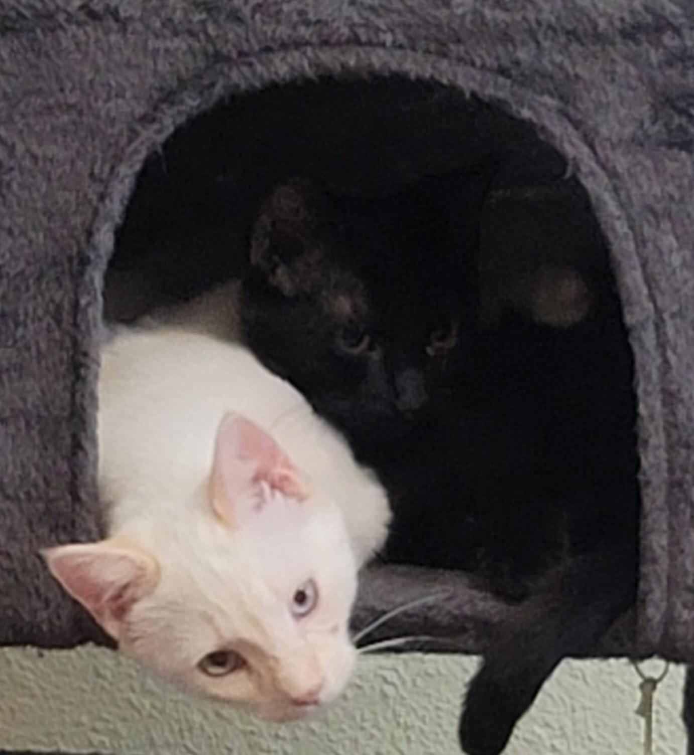 Enlarge Simon - Flamepoint Siamese, an adopted Siamese in Houston, TX image 4/4