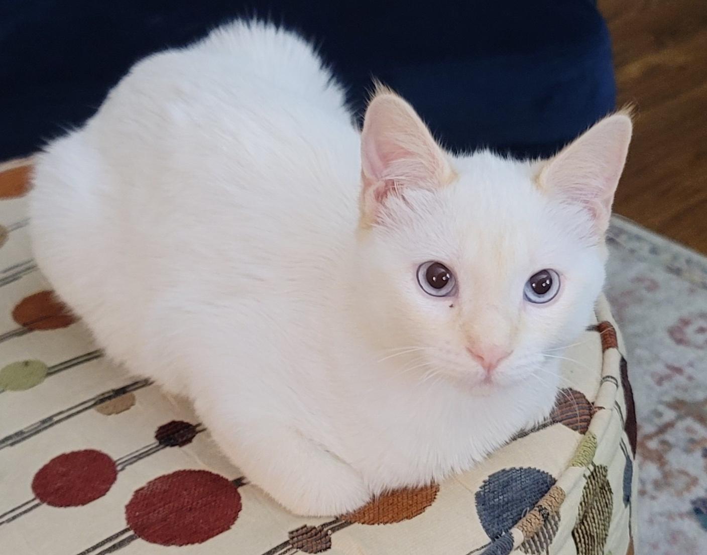 Enlarge Simon - Flamepoint Siamese, an adopted Siamese in Houston, TX image 1/4
